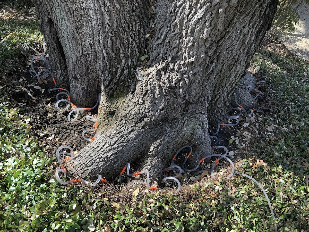 Detailed Tree Cabling and Bracing job site in Rockledge