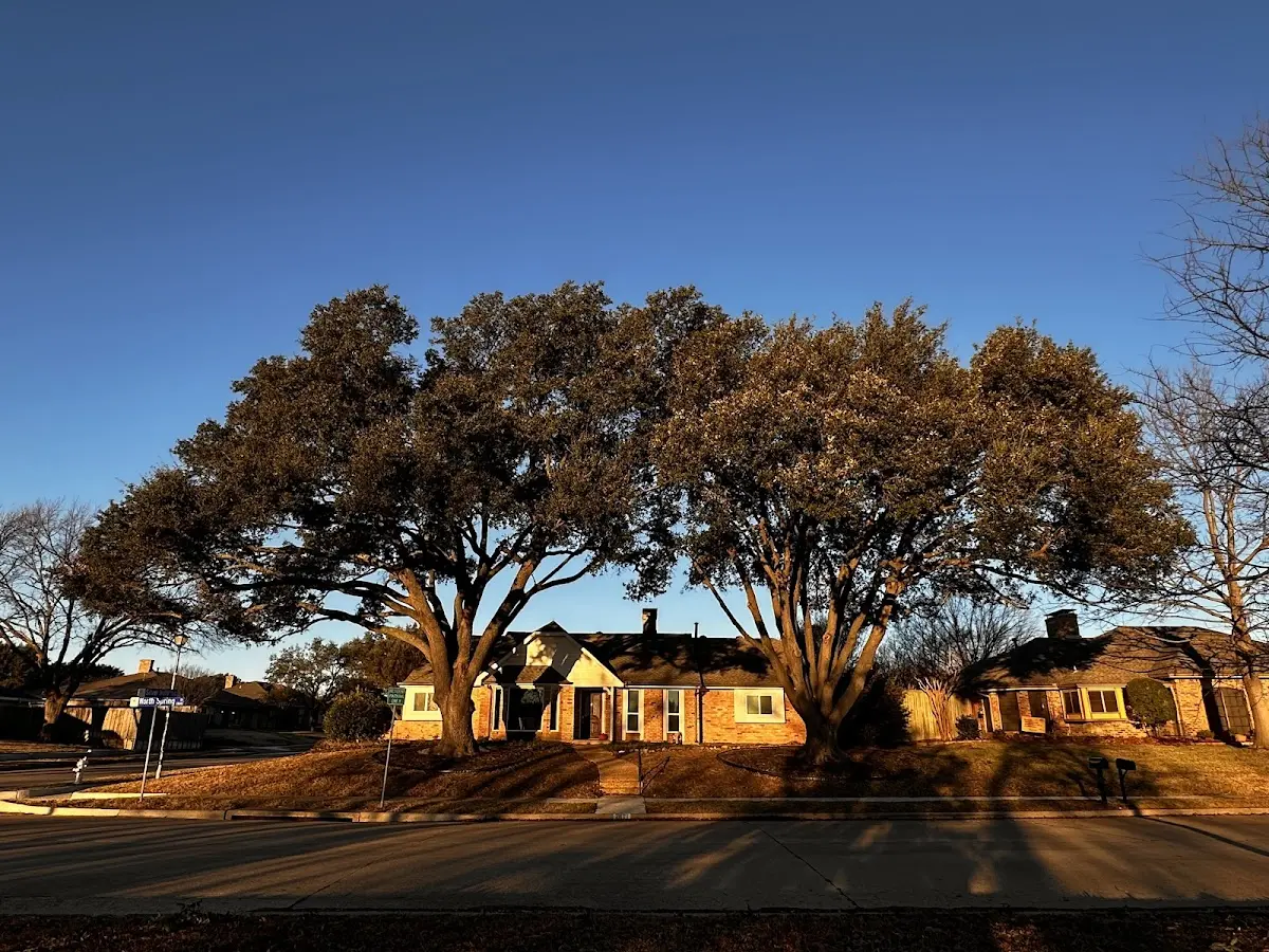 Established residential canopy tree shading a home in Rockledge